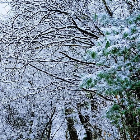Alojamento de Acomodação e Pequeno-almoço La Casa Nel Bosco Beb