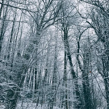 Bed and breakfast La Casa Nel Bosco Beb