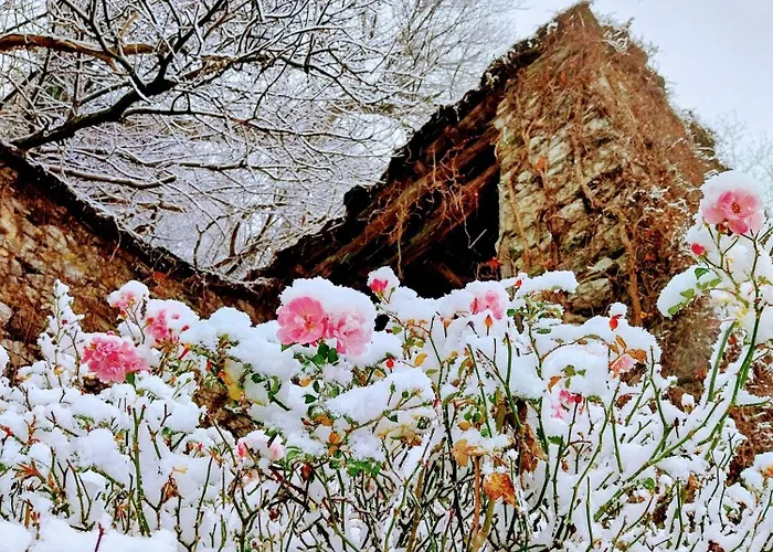 B&B La Casa Nel Bosco Beb Bee